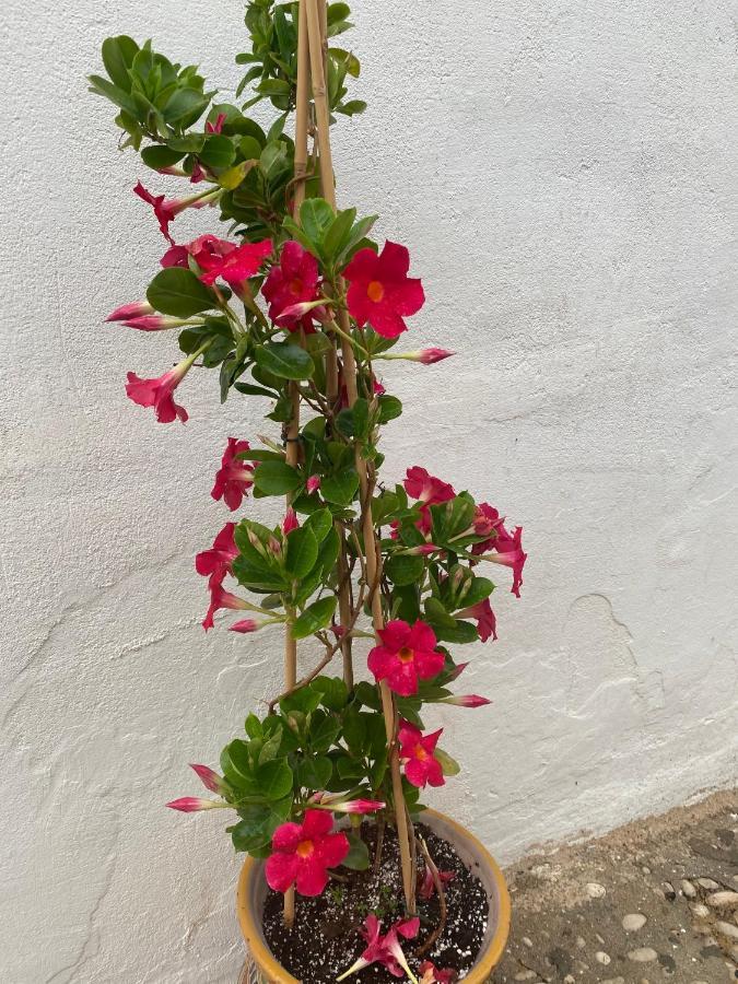 Altea Old Town Cottage Extérieur photo